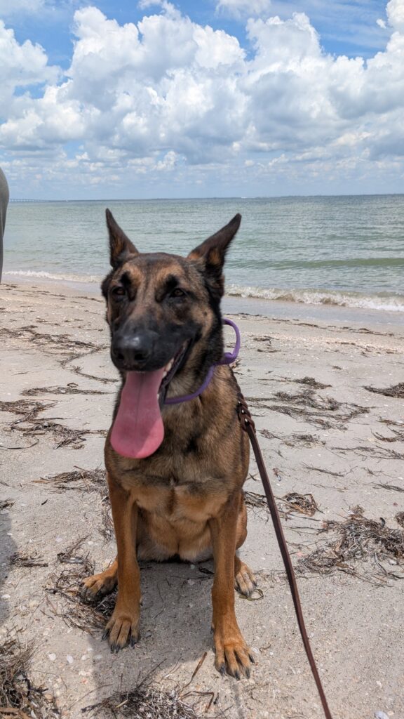 Nora, German Shepherd — SloanOps Pack gallery photo