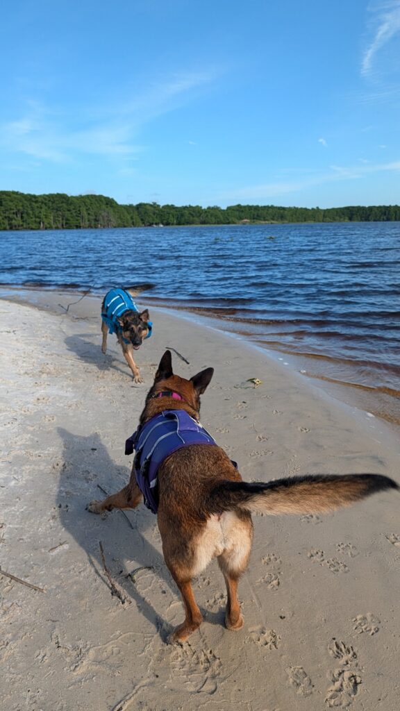 Nora and Riggs, German Shepherds — SloanOps Pack gallery photo
