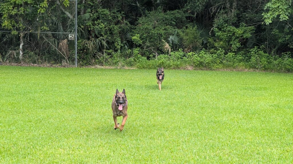 Nora and Riggs, German Shepherds — SloanOps Pack gallery photo