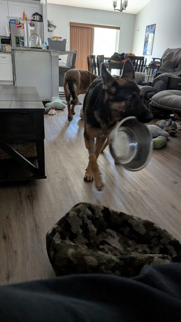 Nora and Riggs, German Shepherds — SloanOps Pack gallery photo