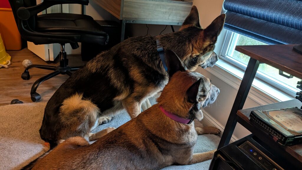 Nora and Riggs, German Shepherds — SloanOps Pack gallery photo