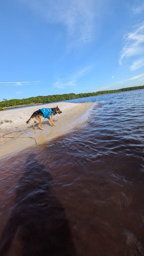 Riggs, German Shepherd — SloanOps Pack gallery photo