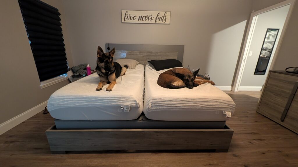 Nora and Riggs, German Shepherds — SloanOps Pack gallery photo