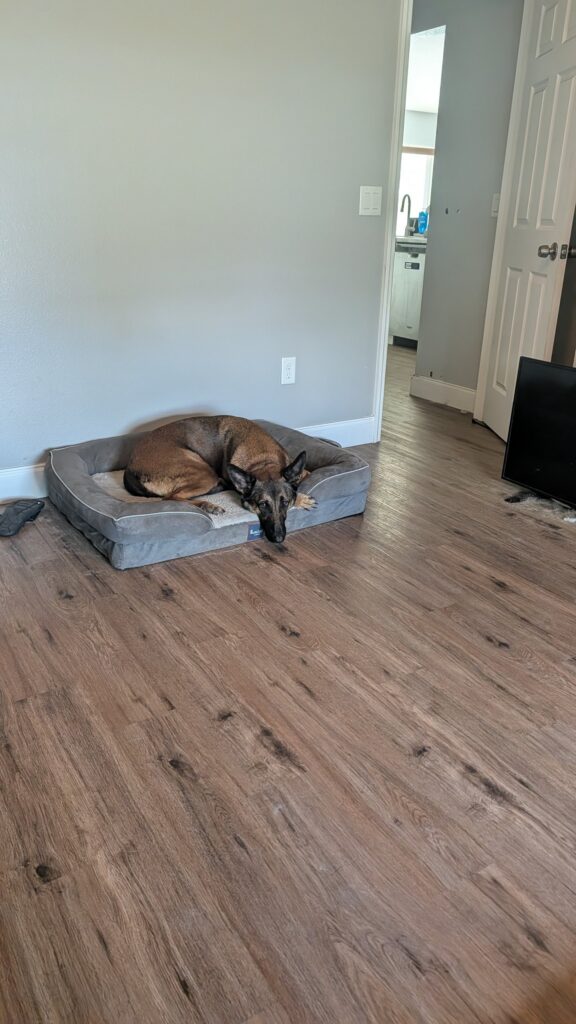 Nora, German Shepherd — SloanOps Pack gallery photo