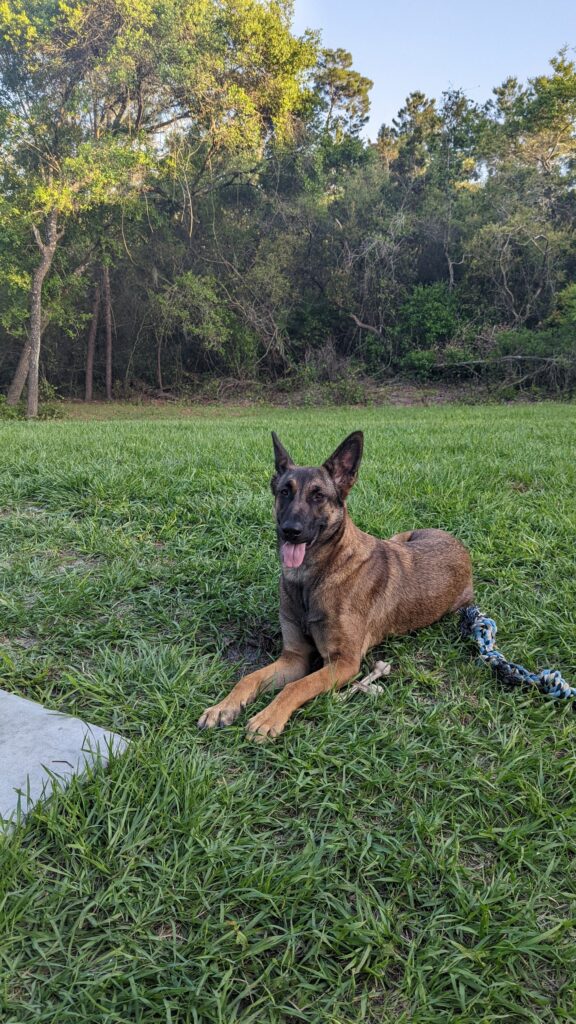 Nora, German Shepherd — SloanOps Pack gallery photo