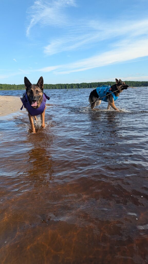 Nora and Riggs, German Shepherds — SloanOps Pack gallery photo