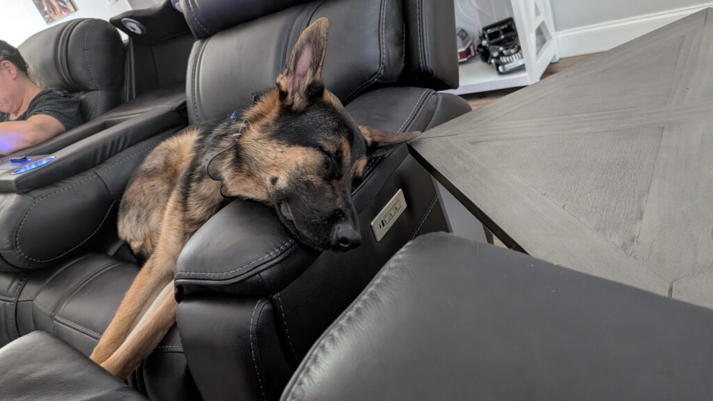 Riggs, German Shepherd — SloanOps Pack gallery photo