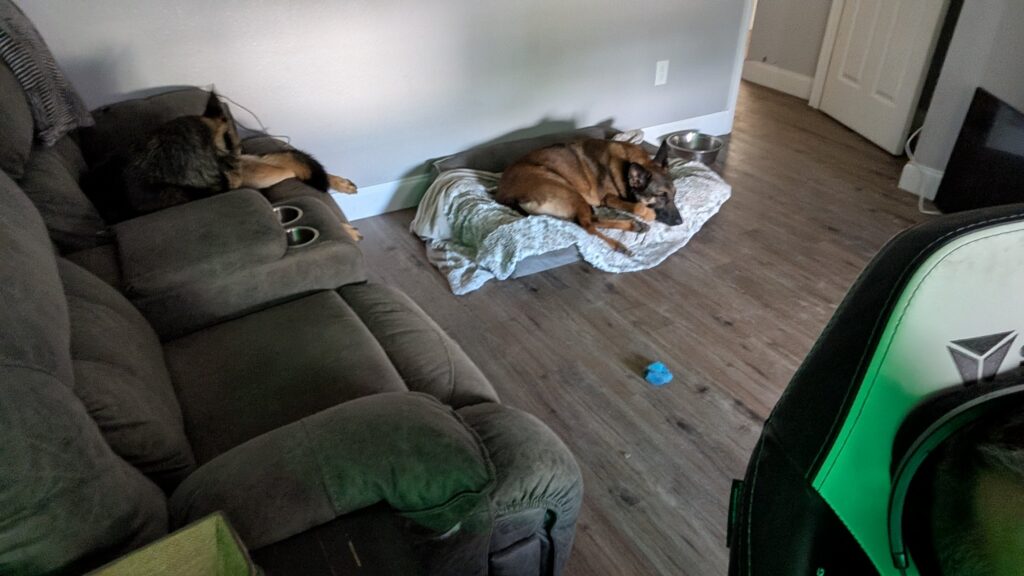 Nora and Riggs, German Shepherds — SloanOps Pack gallery photo