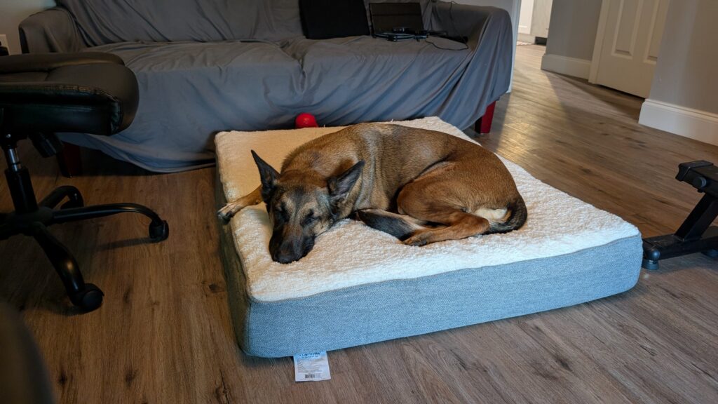 Nora, German Shepherd — SloanOps Pack gallery photo
