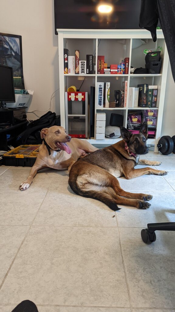 Nora, German Shepherd — SloanOps Pack gallery photo