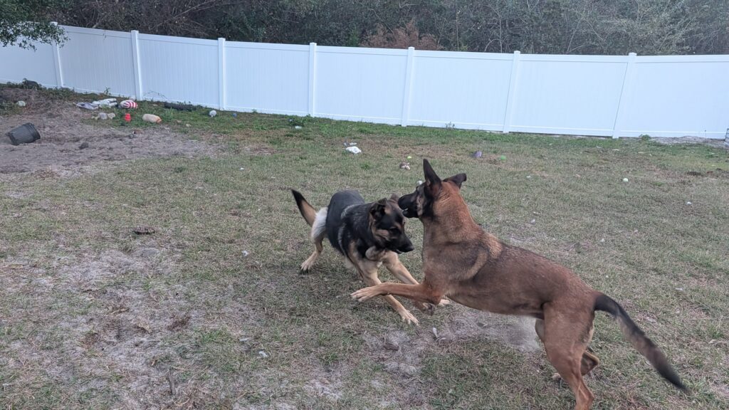 Nora and Riggs, German Shepherds — SloanOps Pack gallery photo