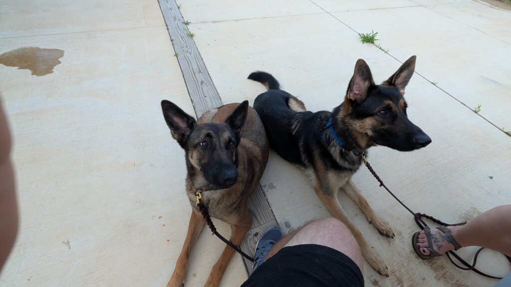 Nora and Riggs, German Shepherds — SloanOps Pack gallery photo
