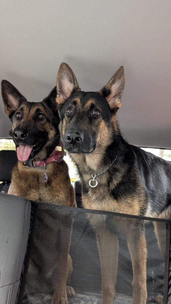 Nora and Riggs, German Shepherds — SloanOps Pack gallery photo