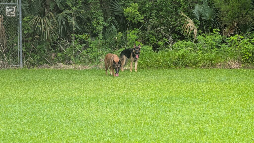 Nora and Riggs, German Shepherds — SloanOps Pack gallery photo