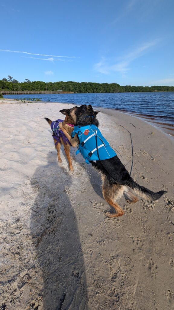 Nora and Riggs, German Shepherds — SloanOps Pack gallery photo