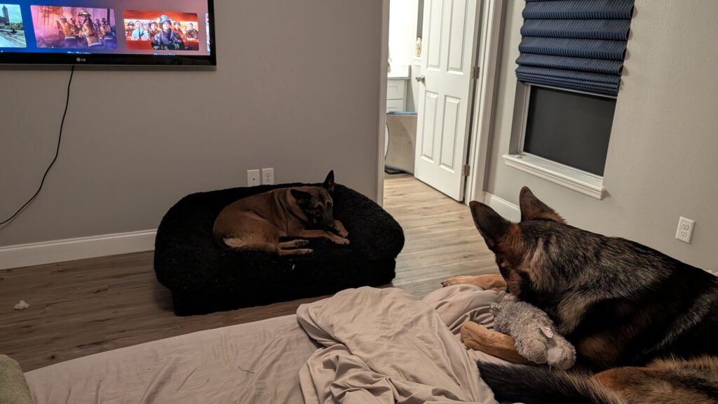 Nora and Riggs, German Shepherds — SloanOps Pack gallery photo
