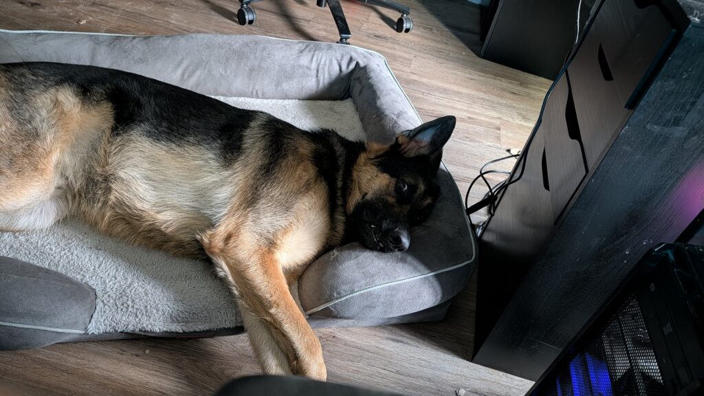 Riggs, German Shepherd — SloanOps Pack gallery photo
