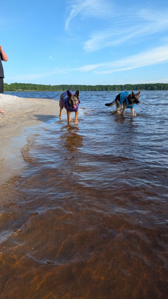 Nora and Riggs, German Shepherds — SloanOps Pack gallery photo