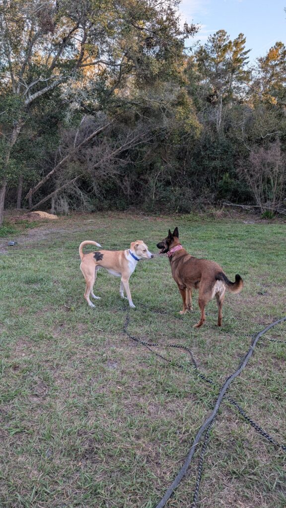 Nora, German Shepherd — SloanOps Pack gallery photo