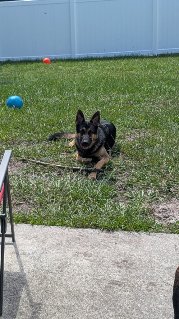 Nora and Riggs, German Shepherds — SloanOps Pack gallery photo