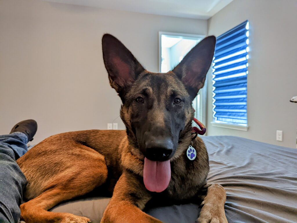 Nora, German Shepherd — SloanOps Pack gallery photo