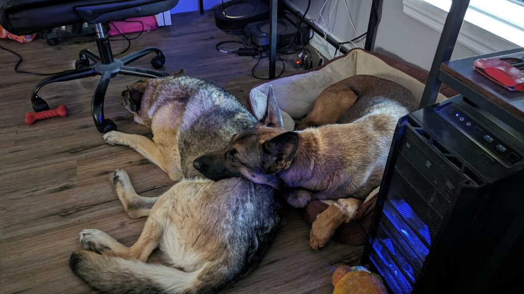 Nora, German Shepherd — SloanOps Pack gallery photo