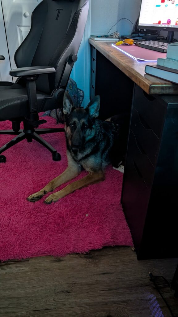 Riggs, German Shepherd — SloanOps Pack gallery photo