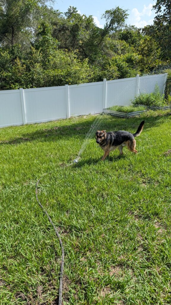 Riggs, German Shepherd — SloanOps Pack gallery photo