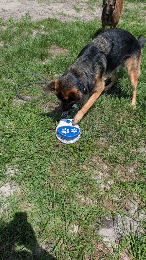 Riggs, German Shepherd — SloanOps Pack gallery photo