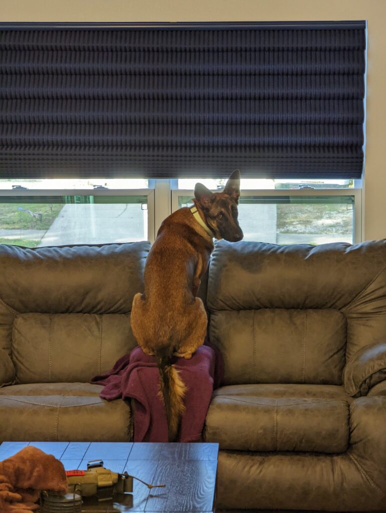 Nora, German Shepherd — SloanOps Pack gallery photo