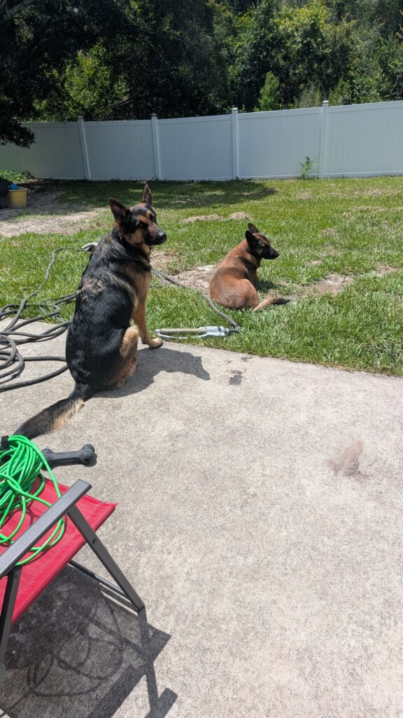 Nora and Riggs, German Shepherds — SloanOps Pack gallery photo