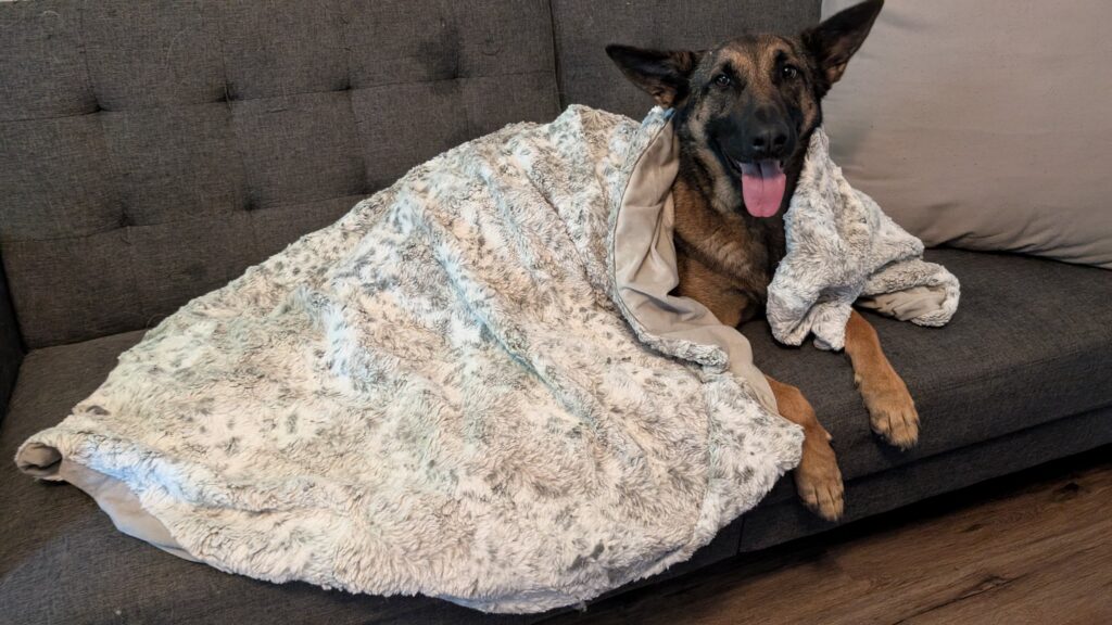 Nora, German Shepherd — SloanOps Pack gallery photo
