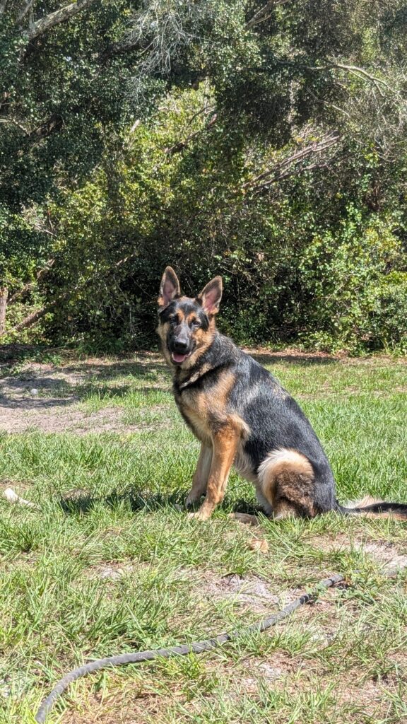Riggs, German Shepherd — SloanOps Pack gallery photo