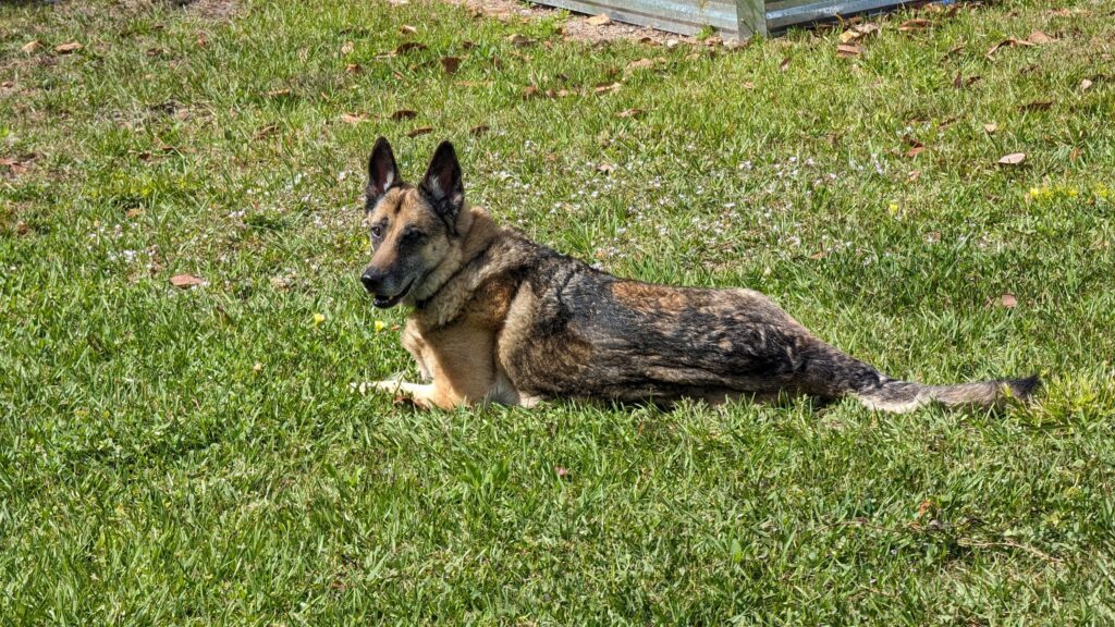 German Shepherd — SloanOps Pack gallery photo