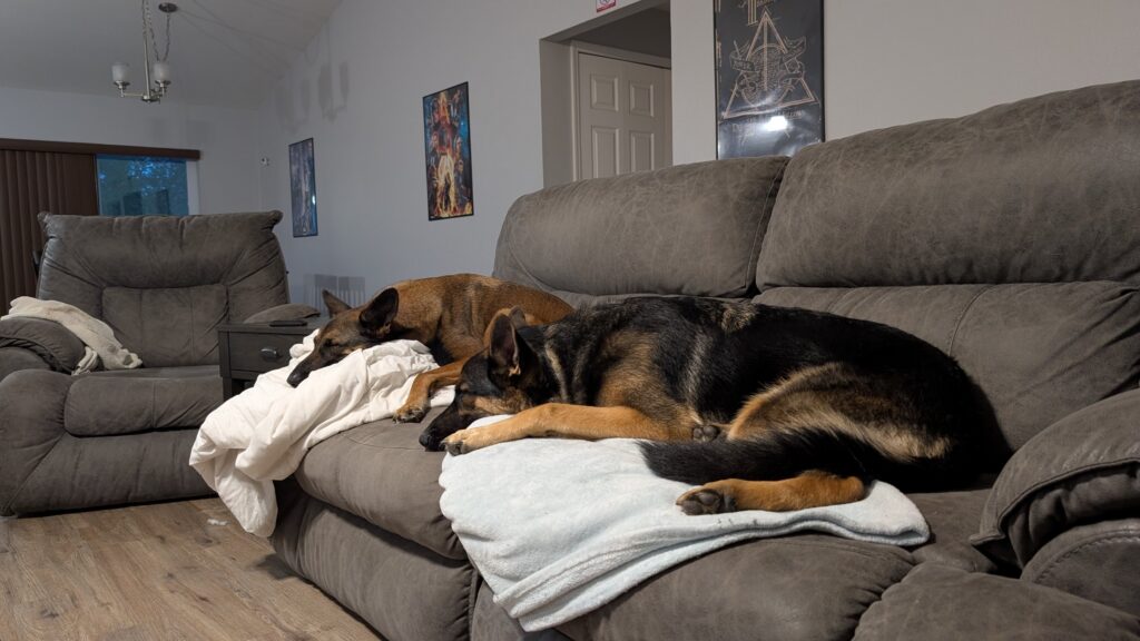Nora and Riggs, German Shepherds — SloanOps Pack gallery photo