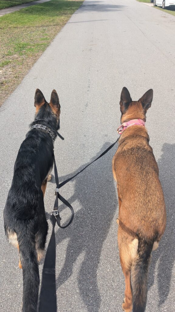 Nora and Riggs, German Shepherds — SloanOps Pack gallery photo