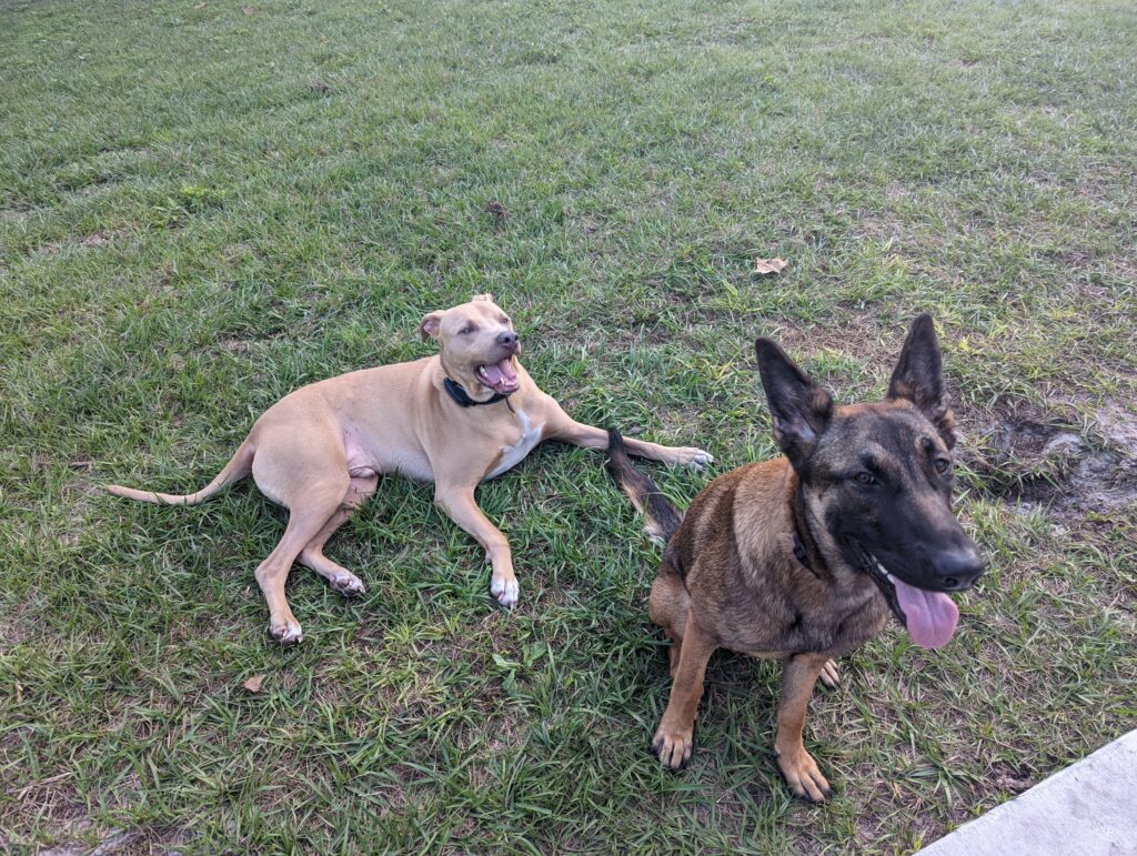 Nora, German Shepherd — SloanOps Pack gallery photo
