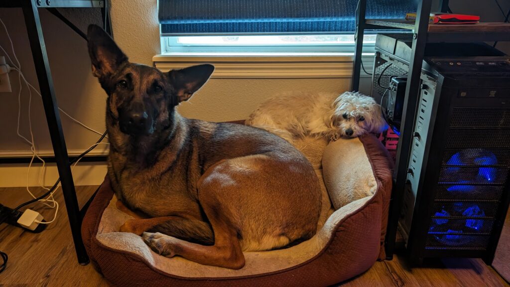 Nora, German Shepherd — SloanOps Pack gallery photo