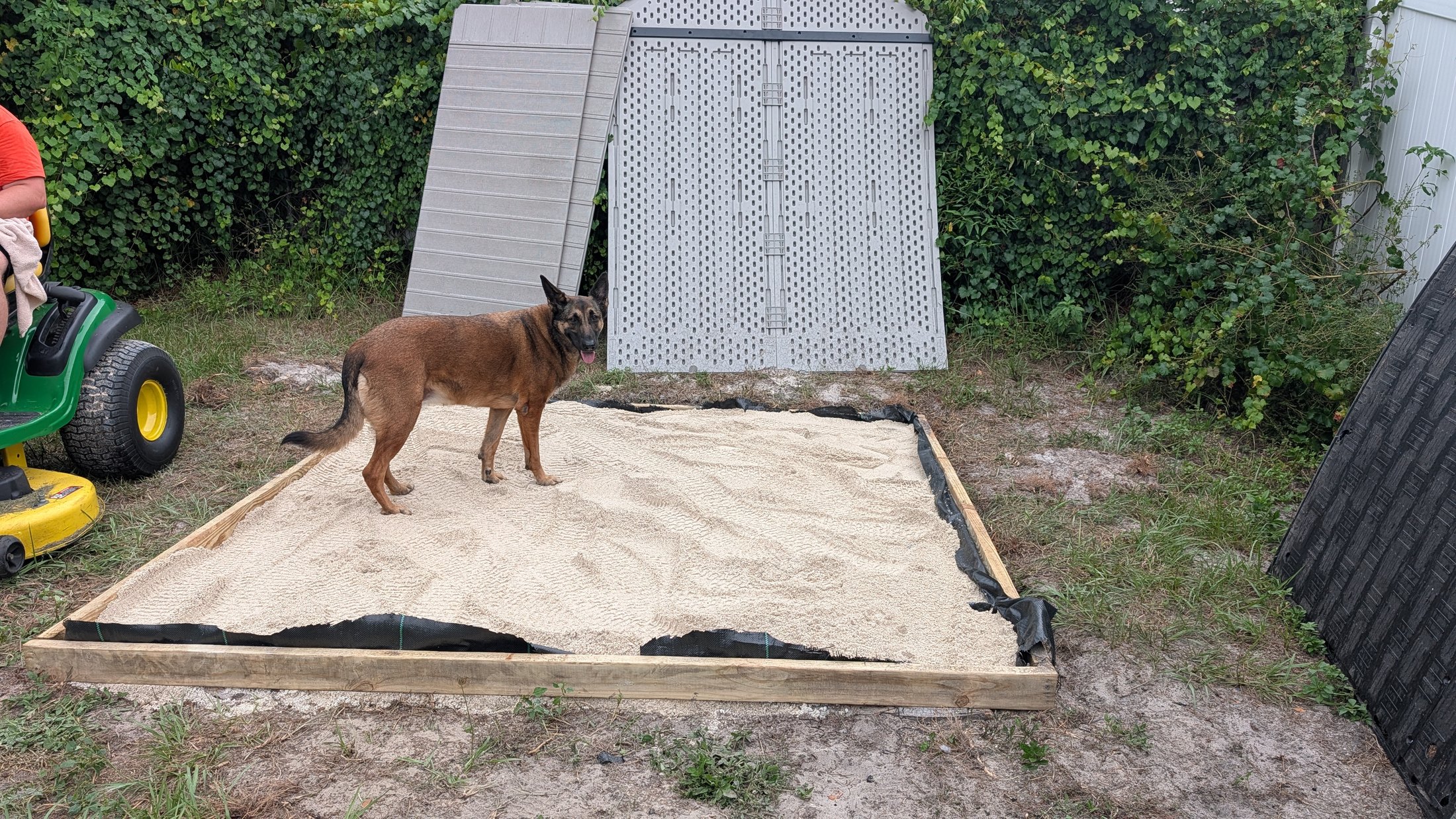 Ping the German shepherd inspecting the prepared paver base